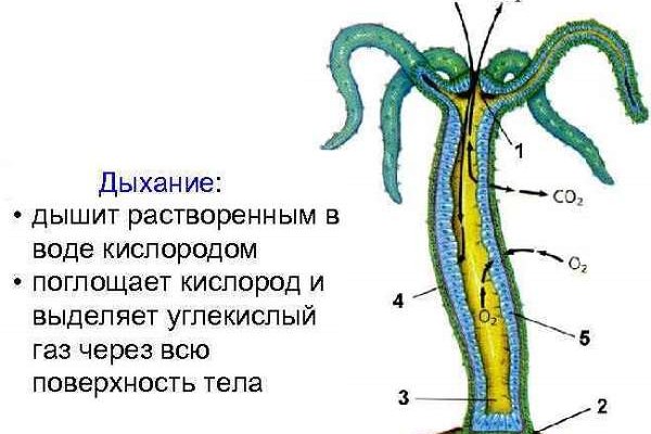 Кракен ссылка kraken dark link