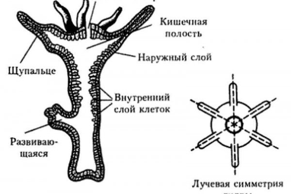 Что за приложение кракен