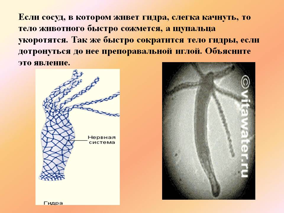 Кракен верное зеркало